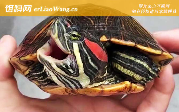 巴西龟:治疗方法