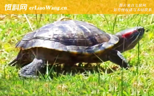 巴西龟:应激反应