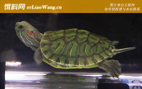 巴西龟:注意事项
