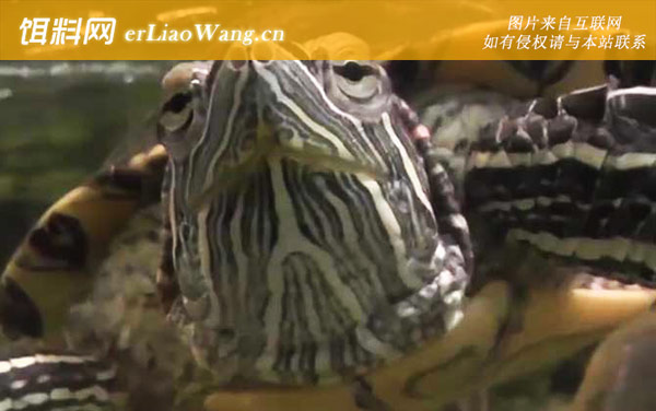 巴西龟:治疗方法