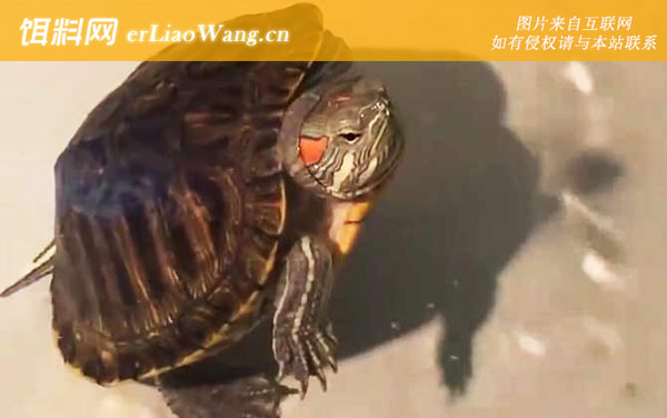 巴西龟:防止措施