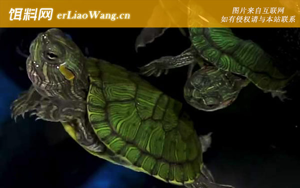 巴西龟:生活习性