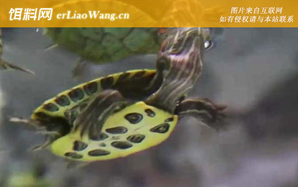 巴西龟:饲养方法