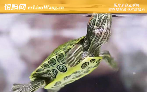 巴西龟:产地分布