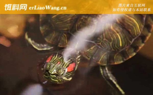 巴西龟怎么分公母-雌雄鉴别