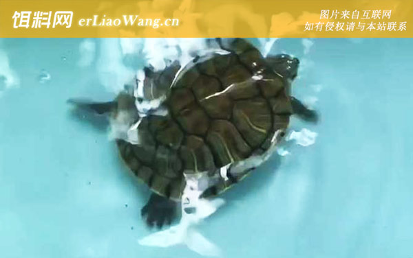 巴西龟:生活习性