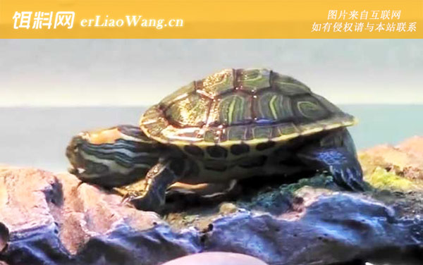 巴西龟:生活习性