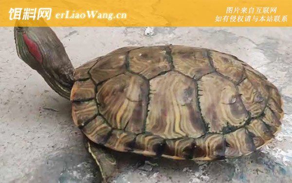 巴西龟:饲养方法