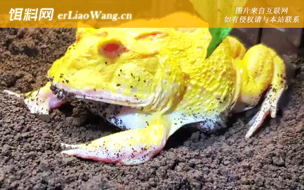 霸王角蛙:产地分布