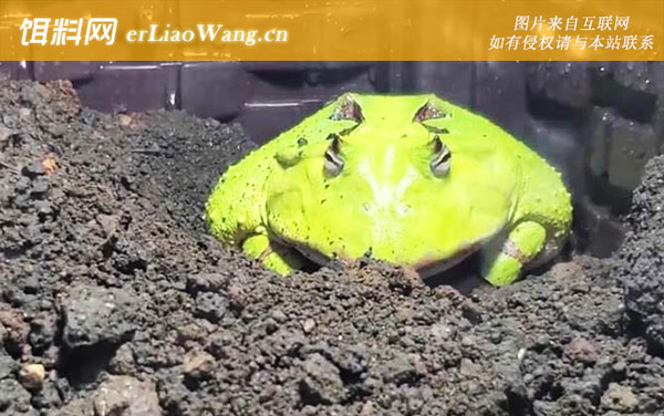 霸王角蛙:生活习性