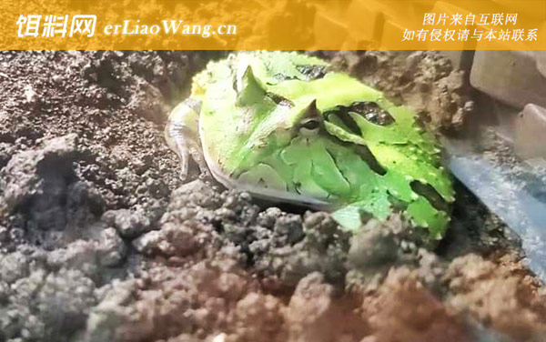 霸王角蛙:生活习性