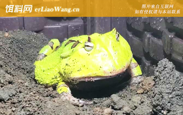 霸王角蛙:饲养方法