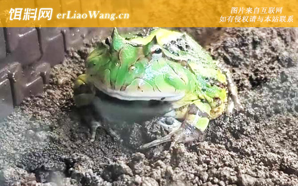 霸王角蛙:寿命长短