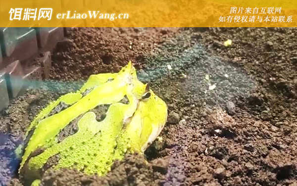 霸王角蛙:饲养方法