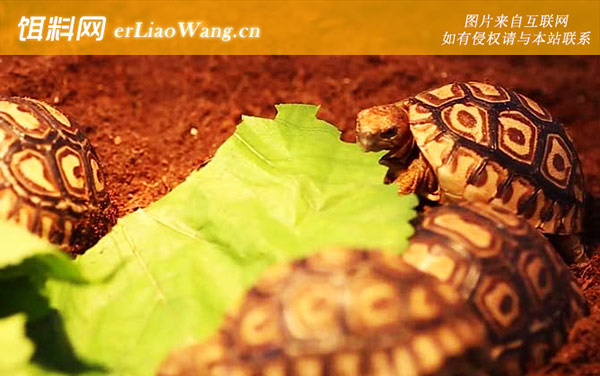 豹龟:生活习性