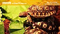 《豹龟吃什么东西？》封面图