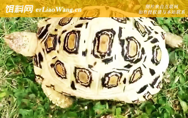 豹龟:饲养方法
