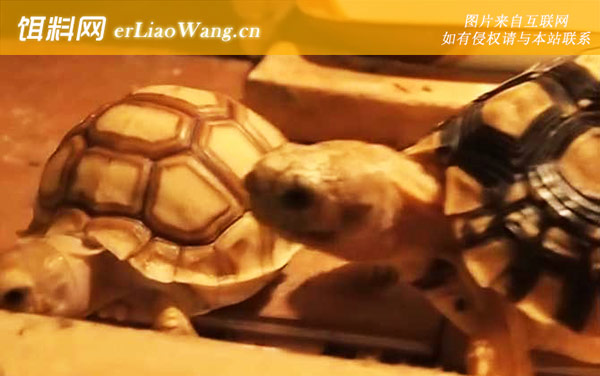 豹纹龟:产地分布