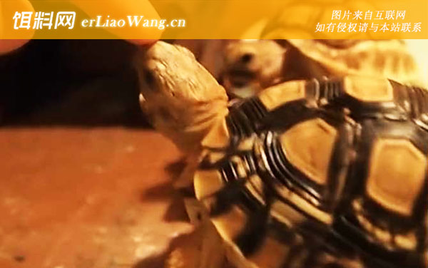 豹纹龟:生活习性