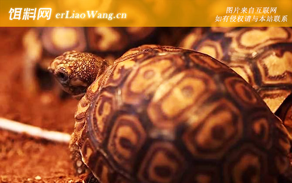 豹龟:生活习性