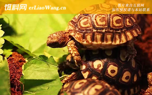豹龟:治疗方法