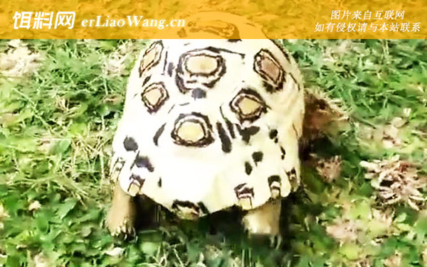 白豹龟:分布范围