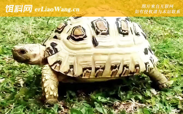白豹龟:生活习性