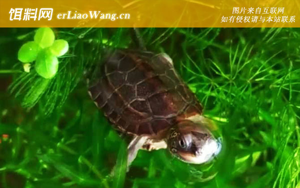 中华草龟:生活习性