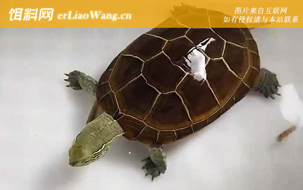 中华草龟:水质条件