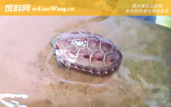 中华草龟:病害防治