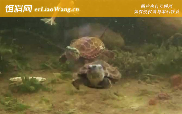 中华草龟:生活习性