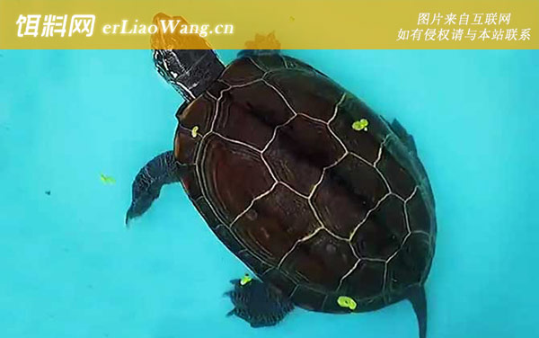 广东草龟:生活习性