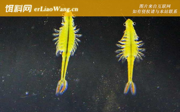 丰年虾:分布范围