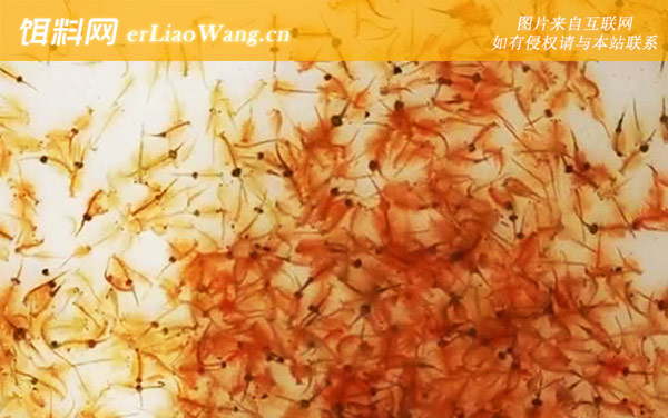 丰年虾:生活习性