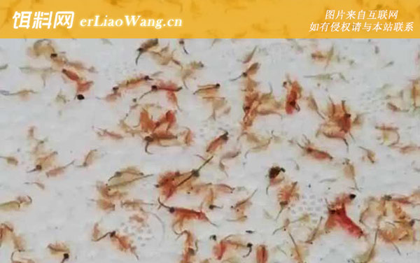 丰年虾:孵化用水