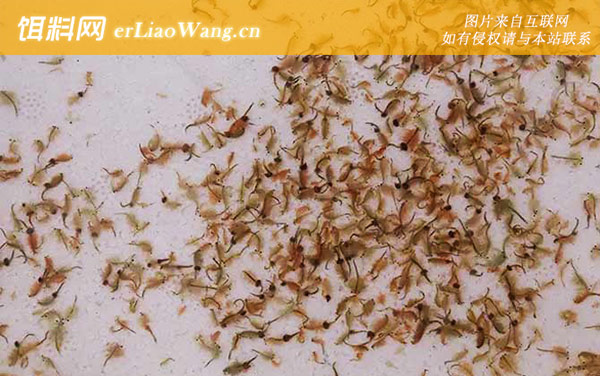 丰年虾:养殖方法