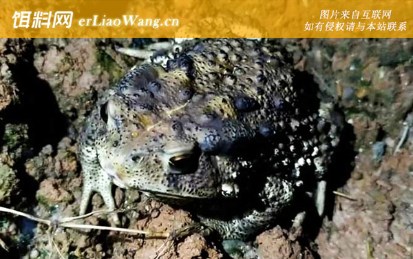 蟾蜍是什么动物-分布范围