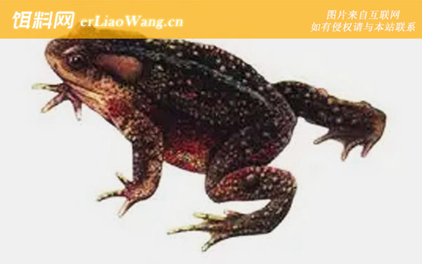 西藏蟾蜍:西藏蟾蜍