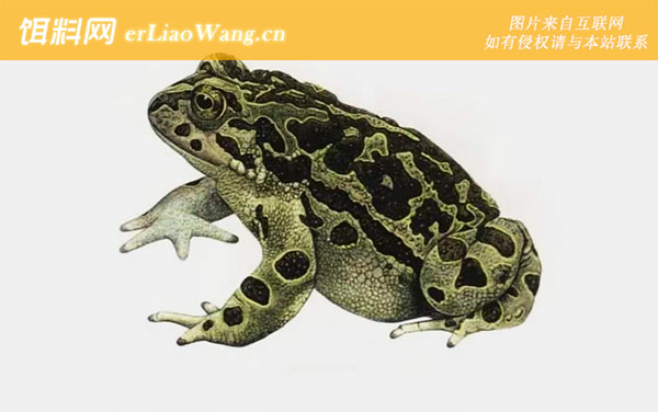 史氏蟾蜍:花背蟾蜍