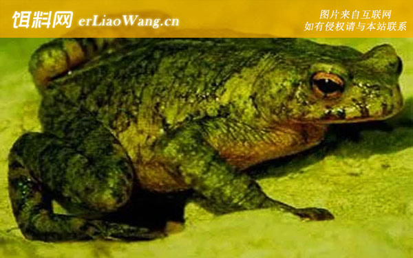 乐东蟾蜍:史氏蟾蜍