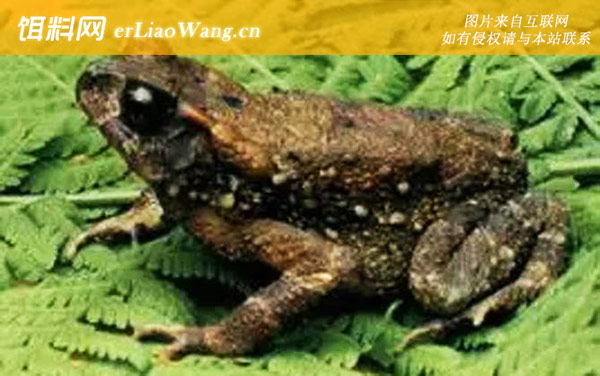 无棘溪蟾:乐东蟾蜍