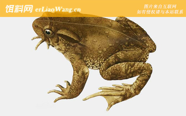 圆疣蟾蜍:无棘溪蟾