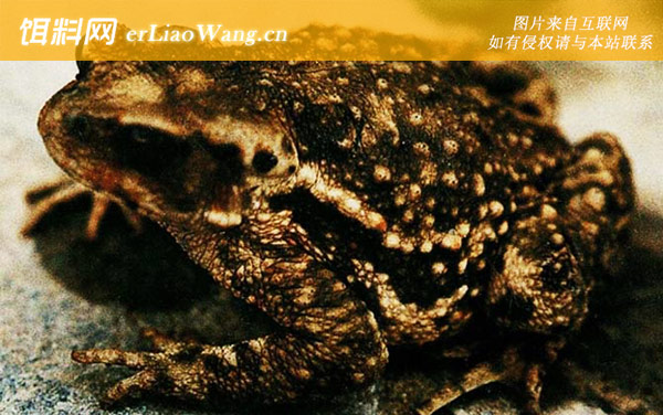 喜山蟾蜍:圆疣蟾蜍