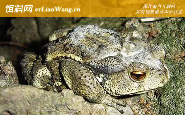 岷山蟾蜍:喜山蟾蜍