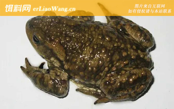 西藏蟾蜍:岷山蟾蜍