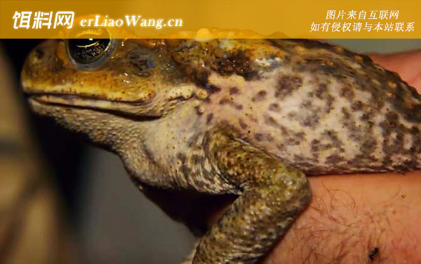 甘蔗蟾蜍:分布范围