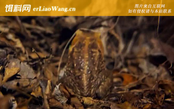 甘蔗蟾蜍:生活习性