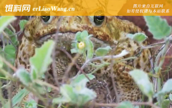 海蟾蜍:分布范围