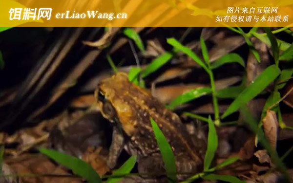 海蟾蜍:生活习性