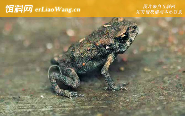 黑眶蟾蜍:分布范围